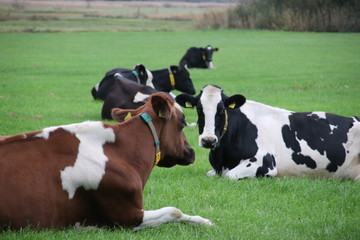 Fototapeta na wymiar cows on a meadow farm in Oldebroek, Gelderland in the Netherlands