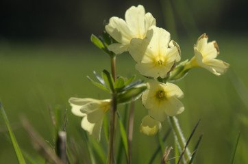 Primula elatior; oxlips flowering in Flums meadow, Swiss Alps