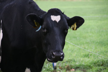 red and black cows on a dutch meadow in Oldebroek, Gelderland in the Netherlands