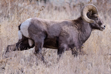 Colorado Rocky Mountain Bighorn Sheep