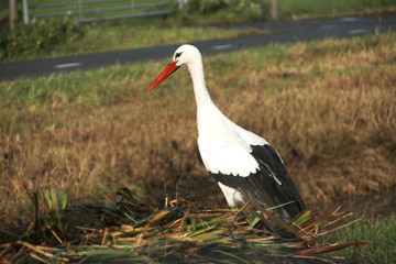 Stork searching for food in the just cutted reed from the water in Zoeterwoude.