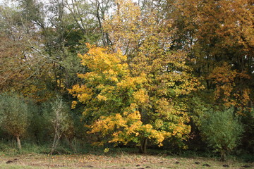 Yellow, orange, brown and red leaves in the Kralingse Bos Rotterdam in the Netherlands during autumn of 2018 in the Netherlands