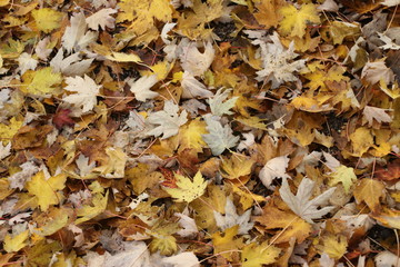 Colored leaves on the ground during autumn season in Rotterdam