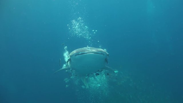 Whale shark (Rhincodon typus) from different angles 