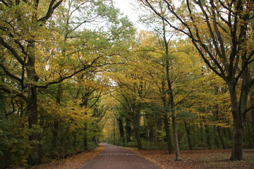 Fototapeta na wymiar Yellow, orange, brown and red leaves in the Kralingse Bos Rotterdam in the Netherlands during autumn of 2018 in the Netherlands