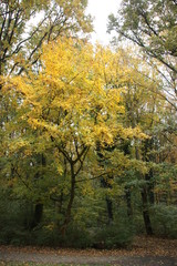 Yellow, orange, brown and red leaves in the Kralingse Bos Rotterdam in the Netherlands during autumn of 2018 in the Netherlands