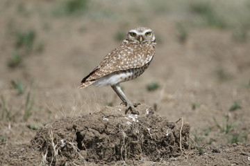 burrowing owi