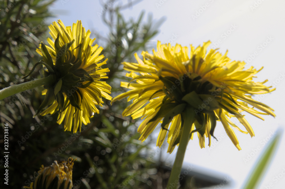 Wall mural Dandelion flowers against the sky in Swiss village