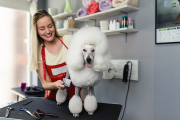 Female groomer brushing miniature white poodle at grooming salon.