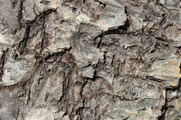 Wood bark texture.