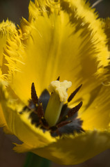 Fototapeta na wymiar Black heart; yellow tulip - Spring bloom in Swiss cottage garden