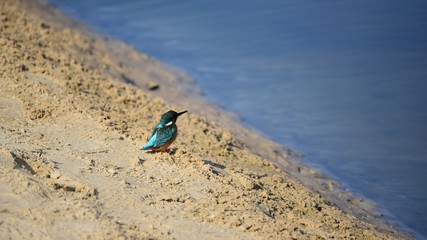 Alcedo atthis