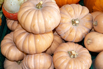 K&uuml;rbisse auf dem Markt