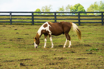 Naklejka na ściany i meble Horse Grazing in Lexington, Kentucky