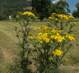 Obraz premium Senecio jacobaea; ragwort by Swiss roadside, town of Flums