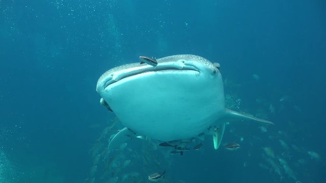 Close up shot of Whale shark (Rhincodon typus) 
