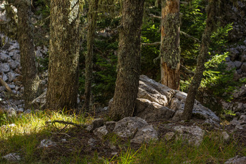 vivid deep forest mountain nature scenery landscape with stones rocks between trees and bright sun rays in morning fresh spring season weather time  