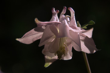 Fototapeta na wymiar Pink Aquilegia flowering in Swiss cottage garden