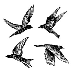 Set of birds flock, flying swallows, hand drawn textured sketch. Vector.