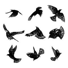 Set of birds flock. Flying crows birds. Hand drawing. Vector.