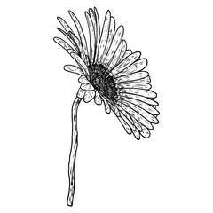 Open petals daisy head flower. Floral Botany drawings. Black and white line art. Vector.