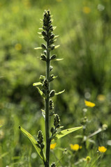 Veratrum album (commonly known as false helleborine or white hellebore) on Swiss alpine pasture