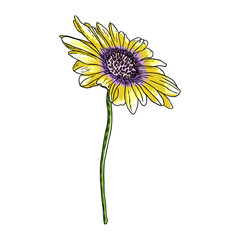 Drawing daisy flower. Floral hand drawn botanical element illustration. Vector.