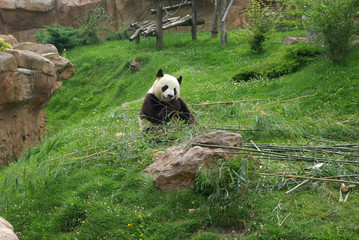 Panda eating bamboo