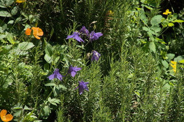 Purple Aquilegia and Californian poppy in informal Swiss cottage garden