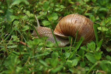 Escargot (edible snail) on lawn in Swiss cottage garden