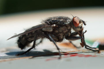 black fly macro, closeup