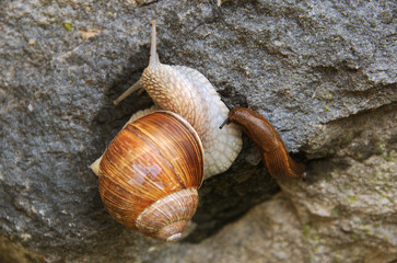 Escargot (edible snail) on damp wall in Swiss village