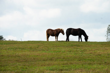 Horses on Farm in Lexington, Kentucky