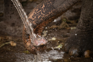 Elephant drinking water from a hose in Thailand