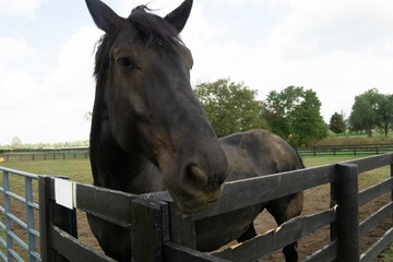 Horse on Farm in Kentucky.
