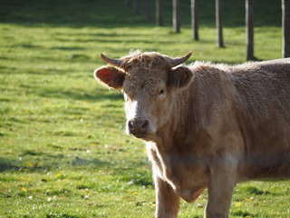 vache en Normandie