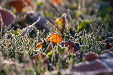 autumn leaves on ground