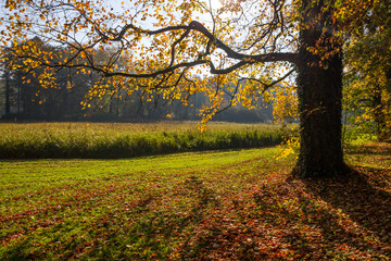 shadows sunbeams and colors of the autumn