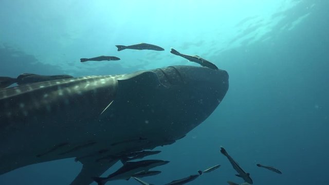 Whale shark (Rhincodon typus) 