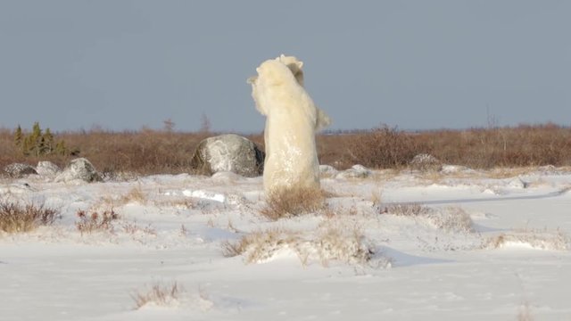 Polar bears fighting sparring in the snow Beautiful shot of 2 polar bears fighting playing and sparring in the snow
