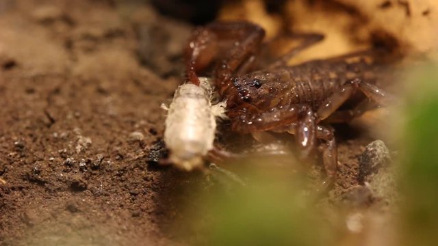 Mexico scorpion eating a silverfish