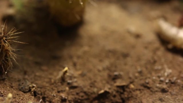 Mexico scorpion eating a silverfish
