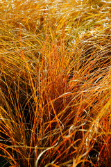 Carex testacea Prairie Fire / ornamental grass