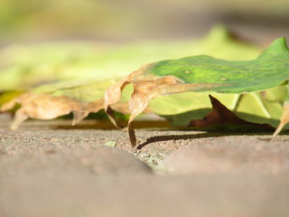 leaf on stone