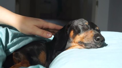 owner is petting dog, dachshund puppy asleep comfortably  in bed in the rays of the morning sun