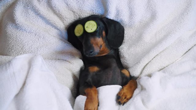 dog dachshund, black and tan, relaxed from spa procedures on face with cucumber, covered with a towel