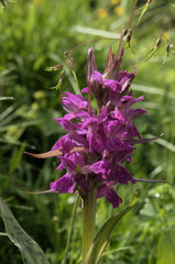 Orchis mascula; early purple orchid on Flumserberg