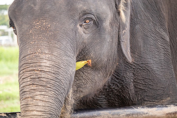 Fototapeta premium An elephant eating sweetcorn in Thailand