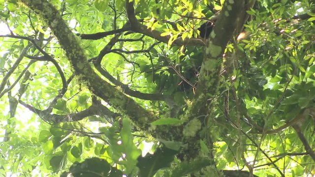 Howler monkey, Veracruz, Mexico