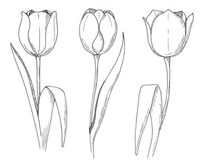 Sketch of spring flowers. Tulips isolated on white background. Vector illustration